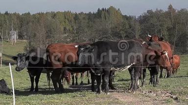 秋天在草地上放牧的牛群